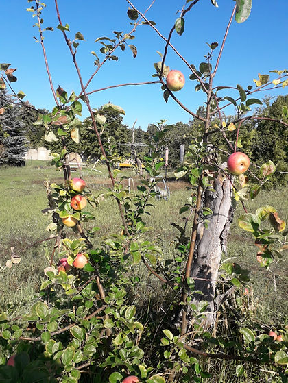 Apfelbaum Streuobstwiese