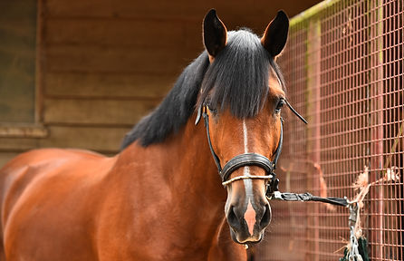 Cash Legend Licensed Sport Horse Stallion Martha Lily Photography