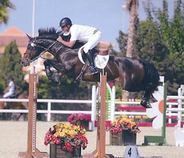 Cash Point Show Jumping Stallion