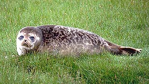 Ringed Seal, Shetland