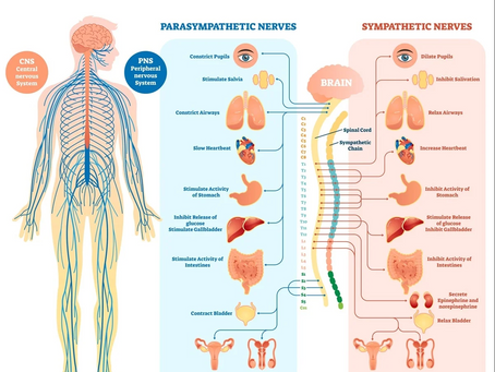 Your Nervous System: The Hidden Superhighway Running Your Life