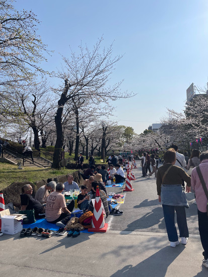Families having picnics at the base of the sakura