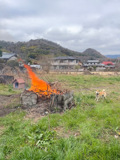 Burning old branches
