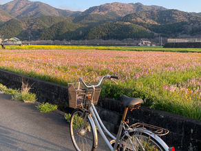 The End of Japan and Why I'm Done Traveling (for now-ish)