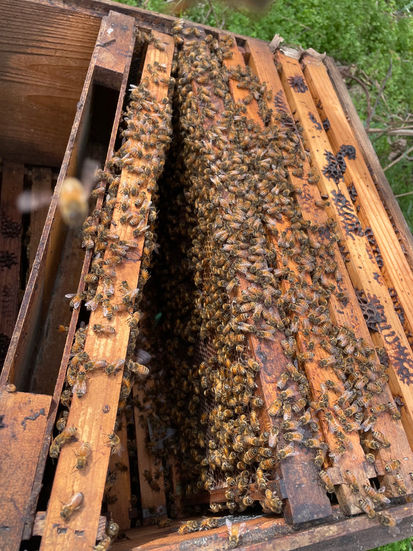 Open hive