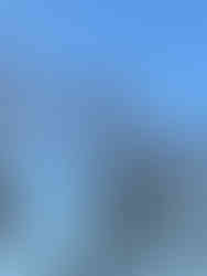 Unknown tree sack thing