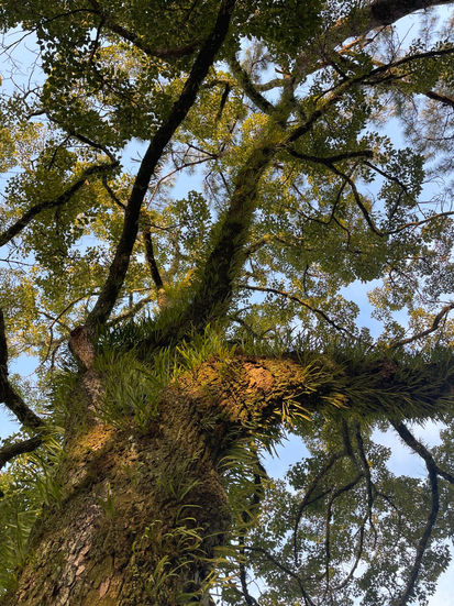 Crazy tree