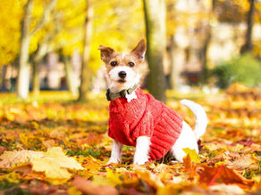 Dog in a sweater standing in leaves