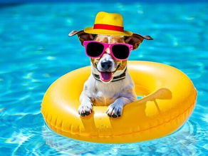 How To Keep Your Pup Cool This Summer
