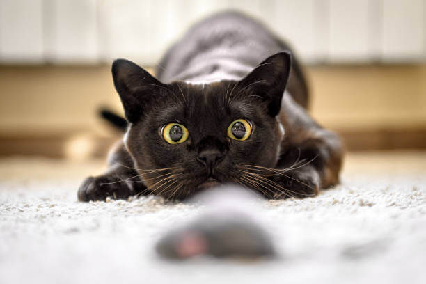 A black cat about to pounce on a mouse toy