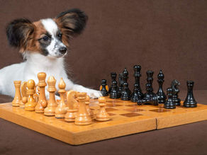A dog playing chess