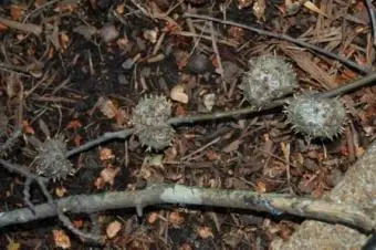Galls on Pin Oaks