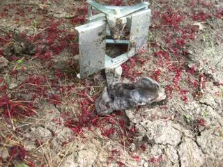 Moles and Their Control