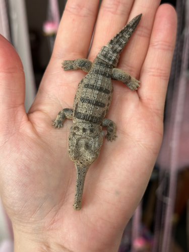 Light Gharial Crocodile Capsule Toy Gashapon FROM JAPAN! | CatAleah