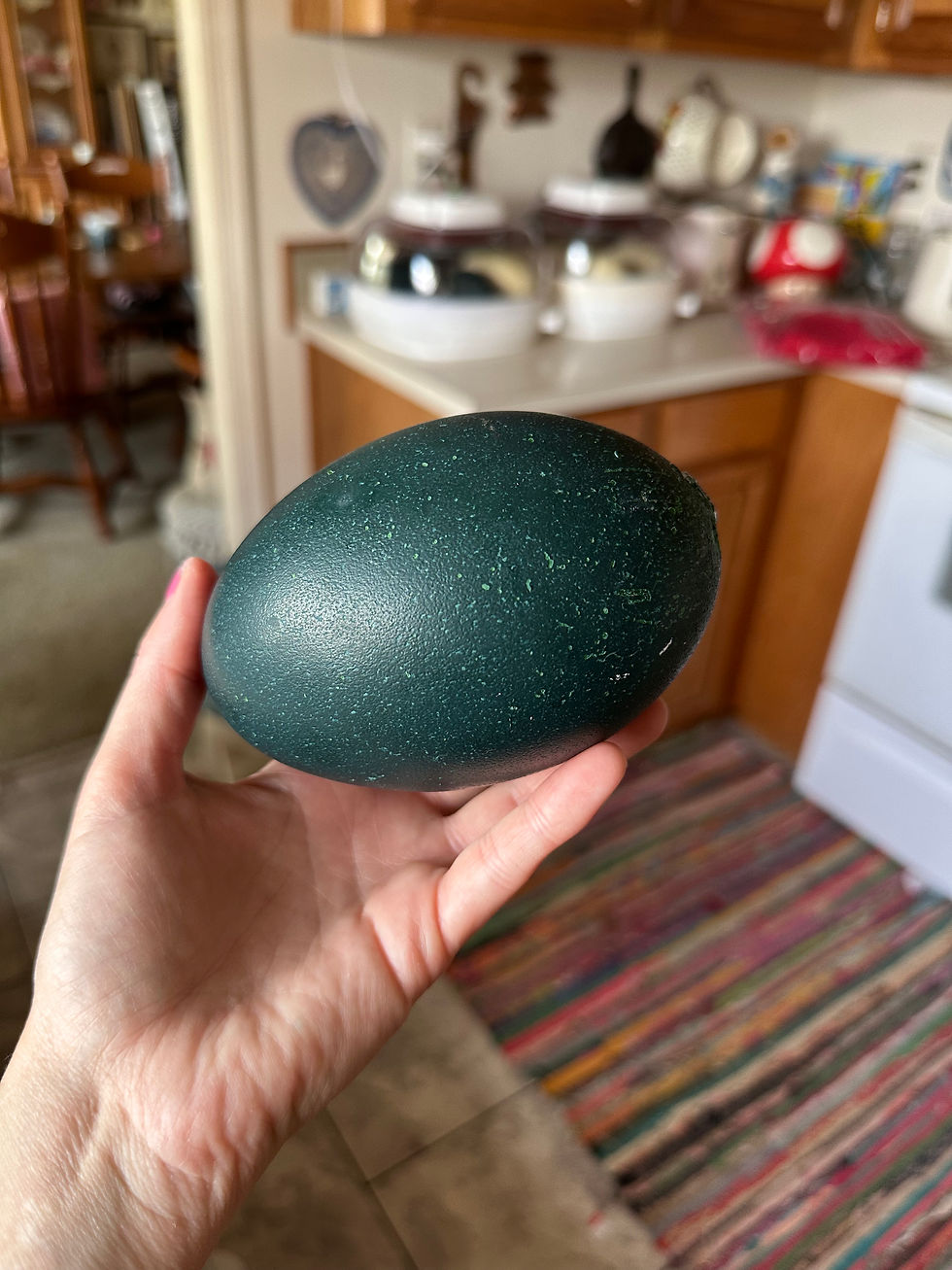 Thumbnail: EMU EGG from Spyro and Cinder! Empty Shell (for crafts or display etc) 