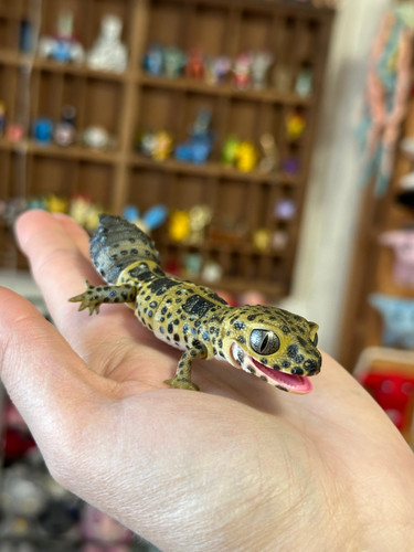 Cute Dark Leopard Gecko Gecko Capsule Toy Gashapon FROM JAPAN