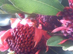 プロテアワラタ