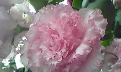 トルコキキョウ