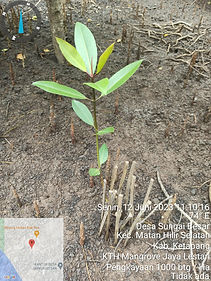 mangrove.jpg