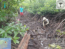 mangrove.jpg