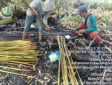 mangrove.jpg