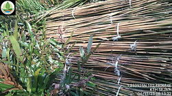 mangrove.jpg