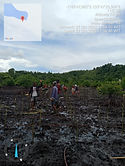 mangrove.jpg