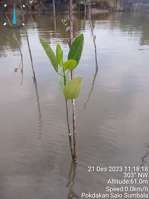 mangrove.jpg
