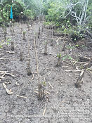 mangrove.jpg