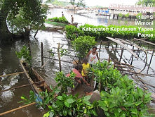 mangrove.jpg