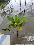 mangrove.jpg