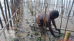 mangrove.jpg