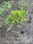 mangrove.jpg