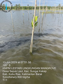 mangrove.jpg
