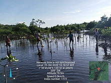 mangrove.jpg