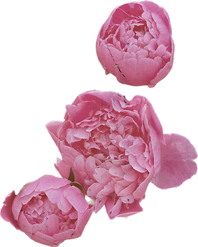vecteezy_pink-realistic-vintage-peony-flower-floral-botanical_19942966.png