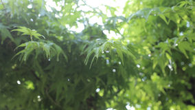 雨上がりの庭