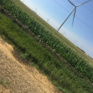 wind turbines in field