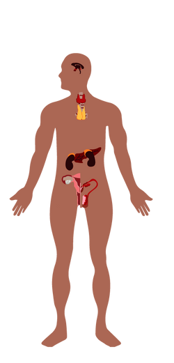 Ilustración Sistema Endocrino