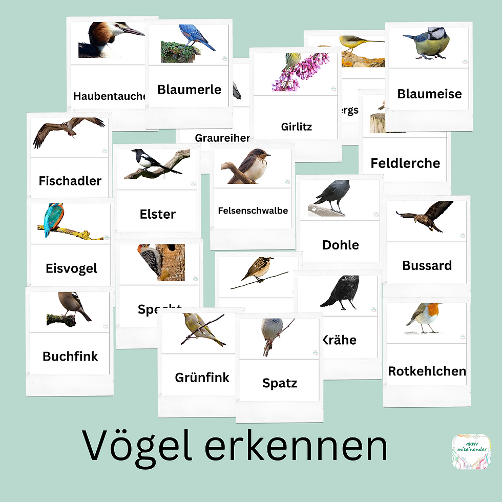 Vögel erkennen