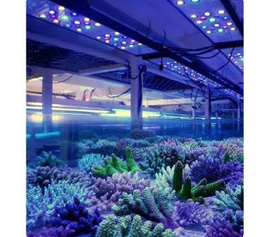 Creating a Stunning Aquarium Setup with the Right Equipment