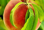 single shot peach