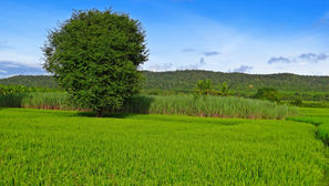 Pioxaniliprole: PI Industries Unveils an Indian Discovery for Crop Protection