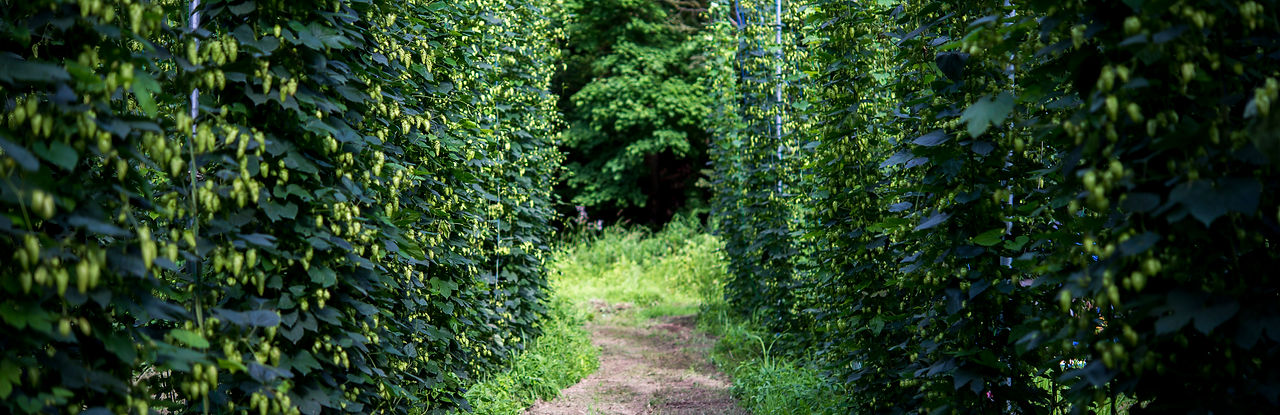 hopfarm_41.jpeg