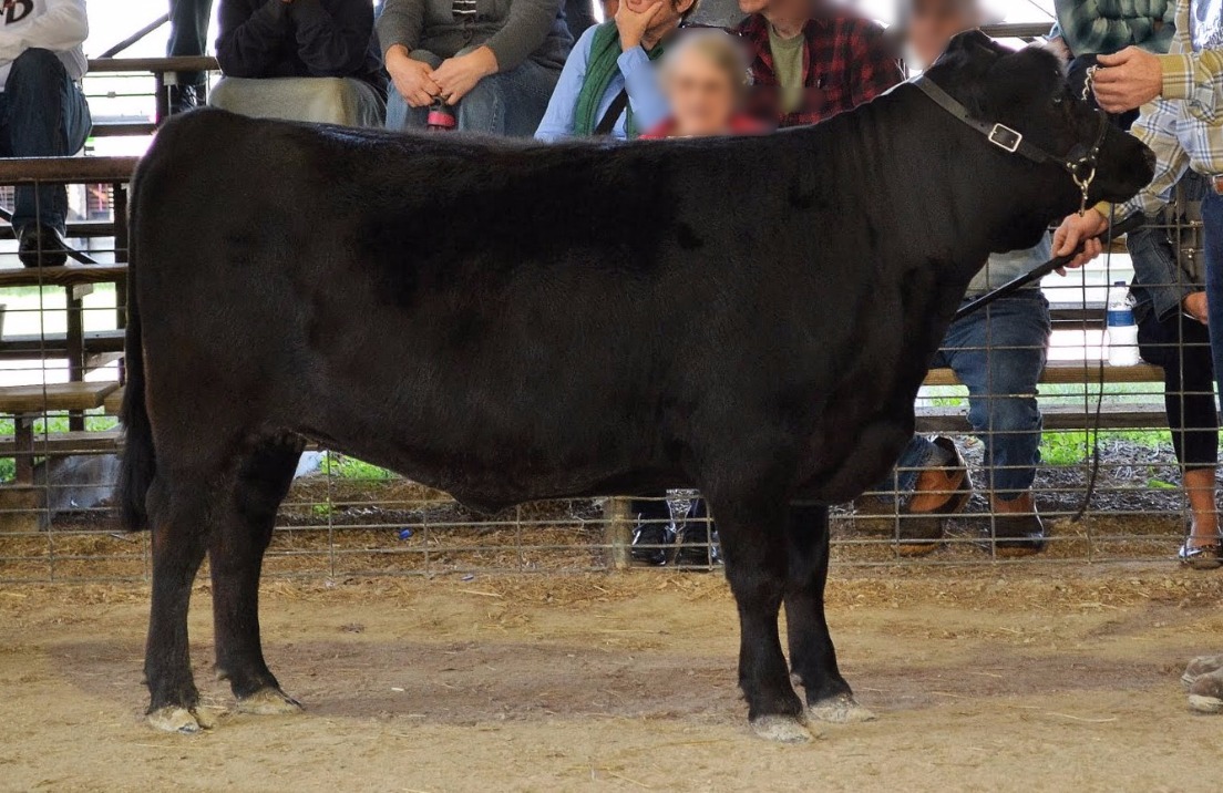 Dualpurpose Cattle Douglas Silver Maple Dexters