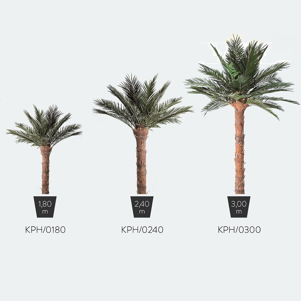 תמונה ממוזערת: Phoenix palm tree