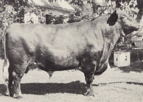 “There they are. Go look at’em.”
Purebred Livestock Breeding