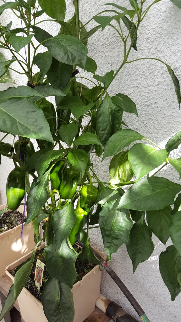 Sweet Peppers in Early Stages