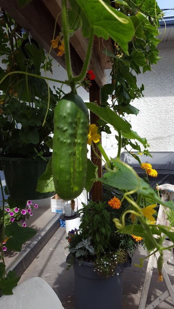 Mature Cucumber