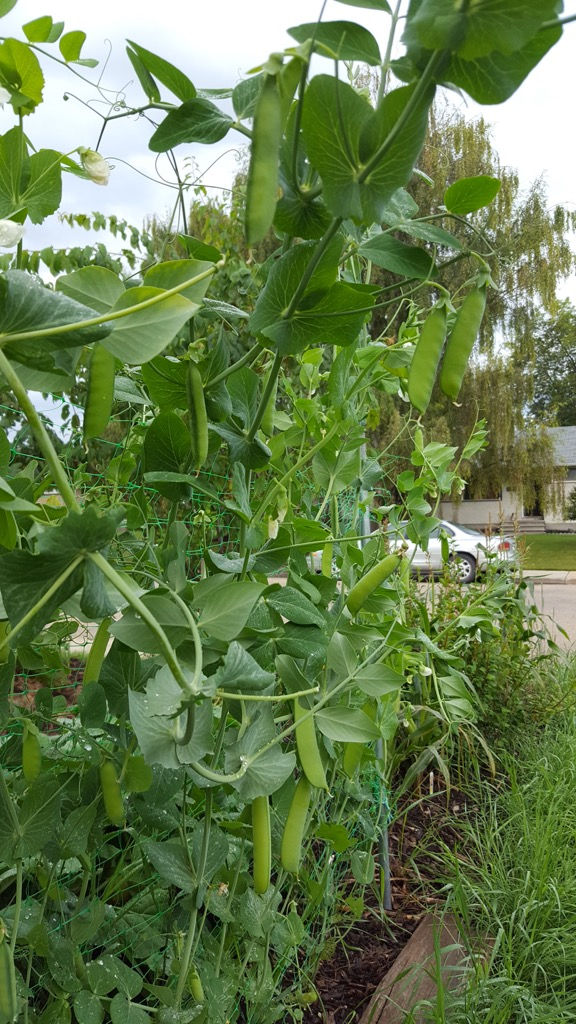 Pea Trellis up Close